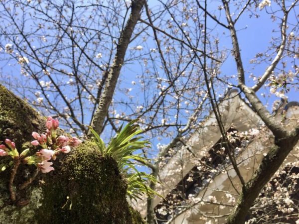 松山城,桜
