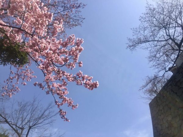 松山城,桜